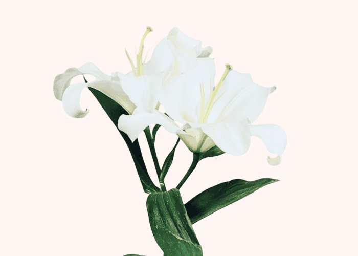 SPECIALLY CRAFTED FOR YOU